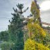Borovica čierna (Pinus nigra) ´AUSTRIACA´ - výška 350-450 cm, obvod kmeňa: 20/25 cm, kont. C70L